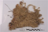 藏品(中位泥炭苔)的圖片